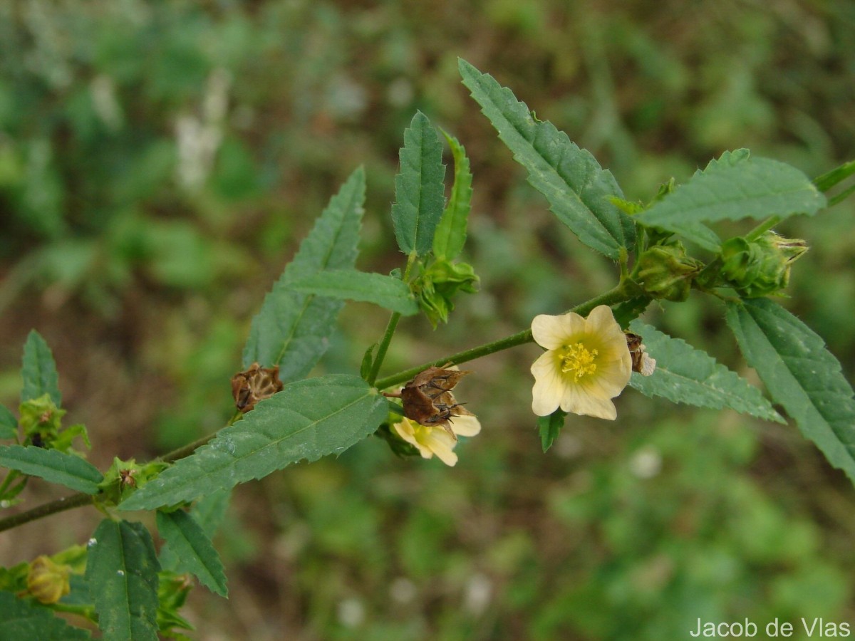 Sida acuta Burm.f.